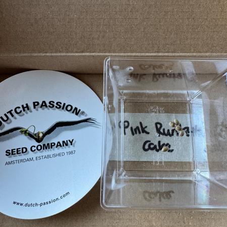 Pink Runtz Cake - Dutch Passion Grow '26