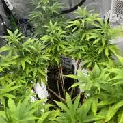 Divine Seeds - Black Opium