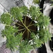 Divine Seeds - Black Opium