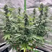 Divine Seeds - Black Opium