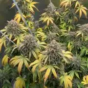 Divine Seeds - Black Opium