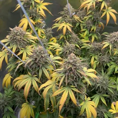 Divine Seeds - Black Opium