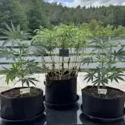 Divine Seeds - Black Opium