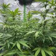 Divine Seeds - Black Opium