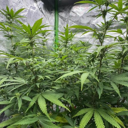 Divine Seeds - Black Opium