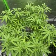 Divine Seeds - Black Opium