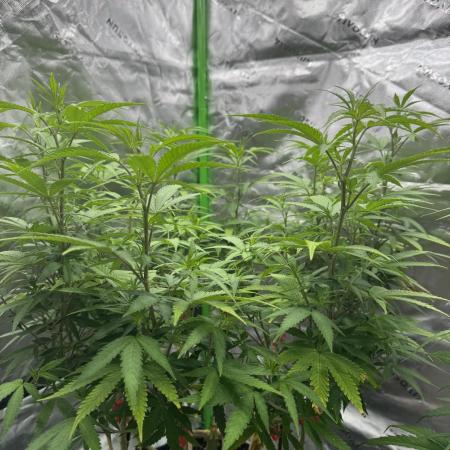 Divine Seeds - Black Opium