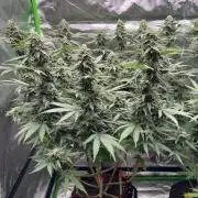 Divine Seeds - Black Opium