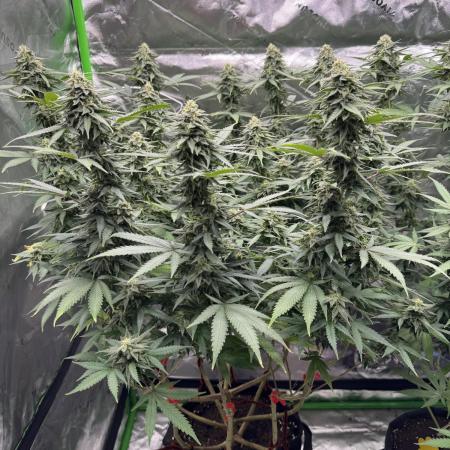 Divine Seeds - Black Opium