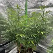 Divine Seeds - Black Opium