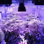 Cream Caramel Auto #1 '19 