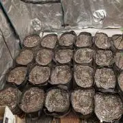 420 fast buds champion line