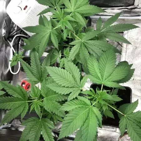 Candy kush express 