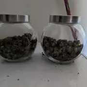 24K Gold clones