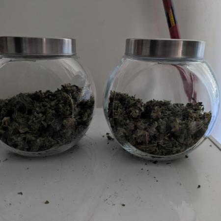 24K Gold clones