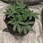 Special Kush #1