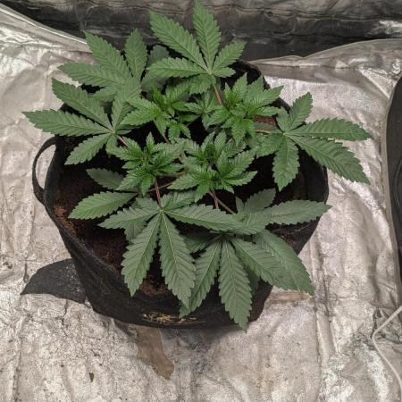 Special Kush #1