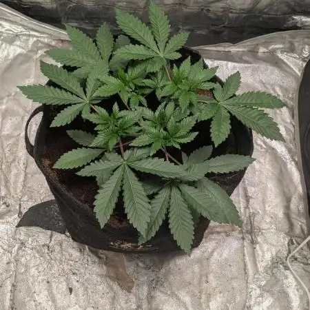 Special Kush #1