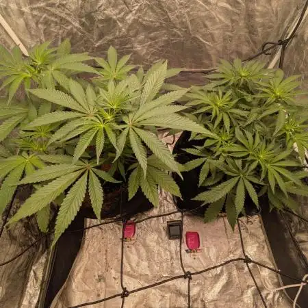 Royal Gorilla x Purple Queen