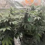 24K Gold clones