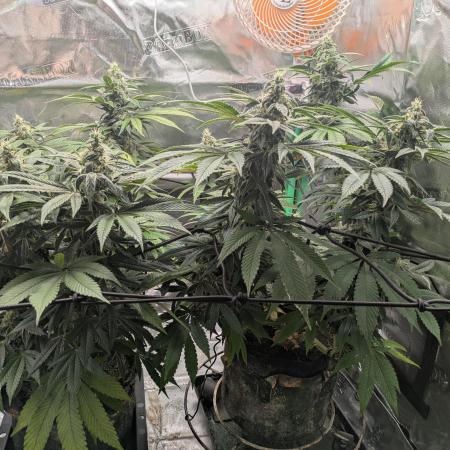 24K Gold clones