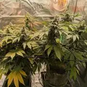 24K Gold clones