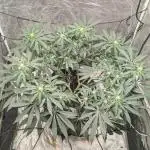 Special Kush #1
