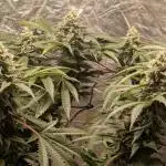 Special Kush #1