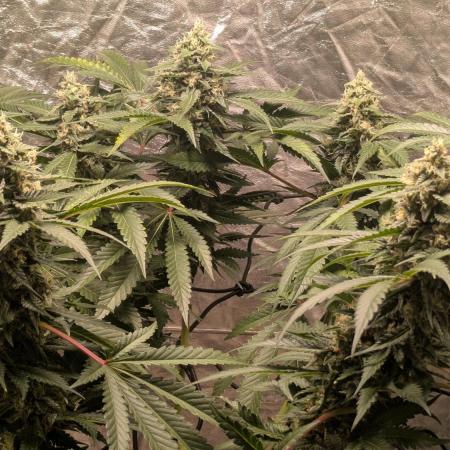 Special Kush #1