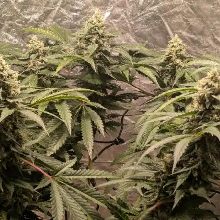 Special Kush #1