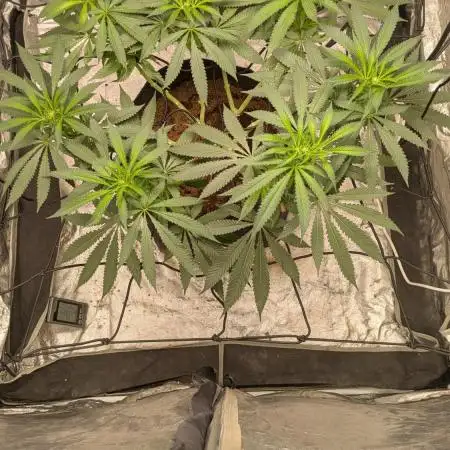 Special Kush #1