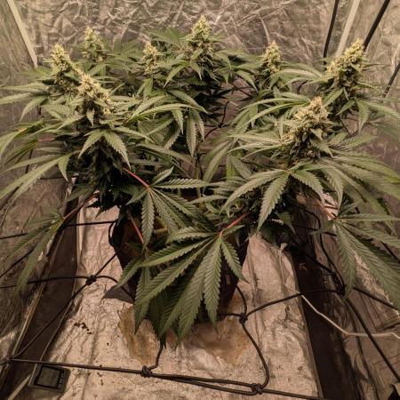 Special Kush #1