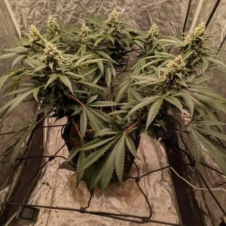 Special Kush #1