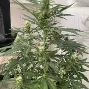 RQS - Royal Bluematic - First Grow 