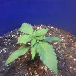 First Timer Indoor Auto Grow