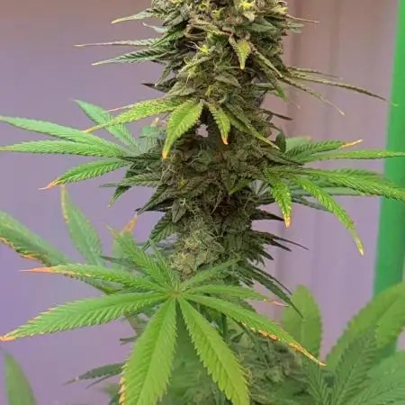 Zoap from Barneys Farm