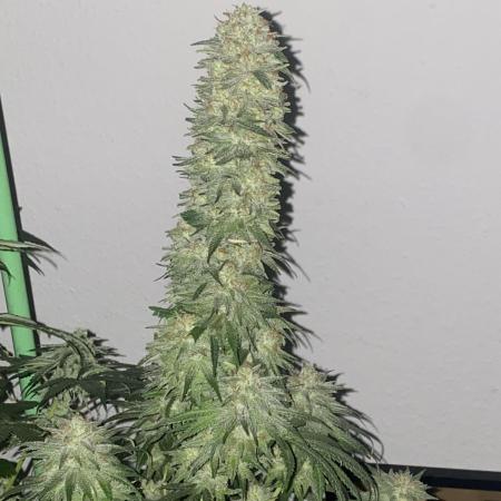Gorilla 🦍 Zkittlez