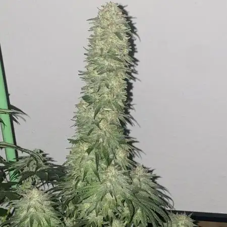 Gorilla 🦍 Zkittlez