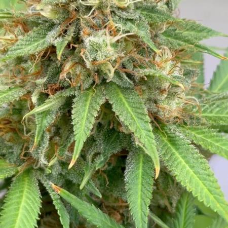 Runtz from Barney’s farm