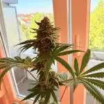 Zoap from Barneys Farm