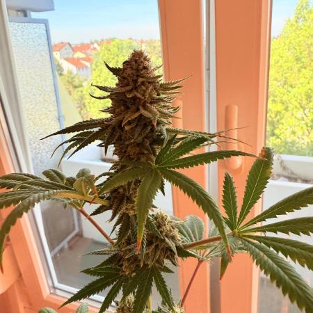 Zoap from Barneys Farm