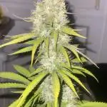 LSD Barney’s farm