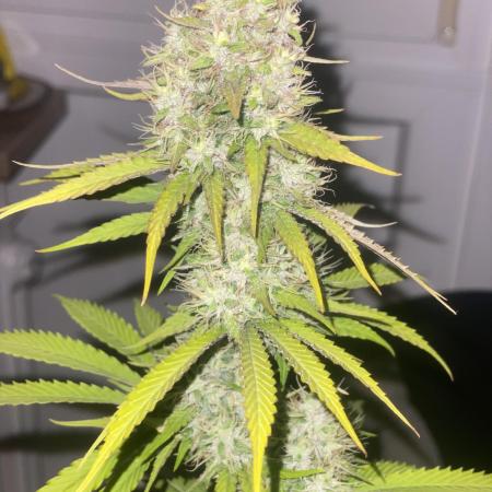 LSD Barney’s farm