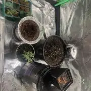 Red Runtz s1 [Jyllene Genetics]