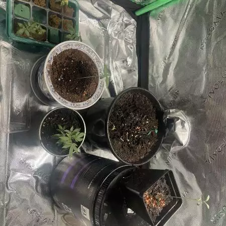 Red Runtz s1 [Jyllene Genetics]