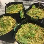 Notill organic grow