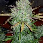 FastBuds Soil Grow