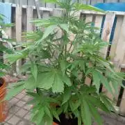 QCS Granddaddy Purple x M39