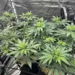 Granddaddy Purple & OG Kush