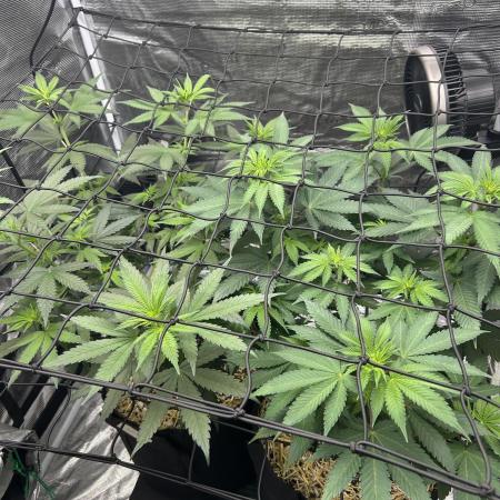Granddaddy Purple & OG Kush